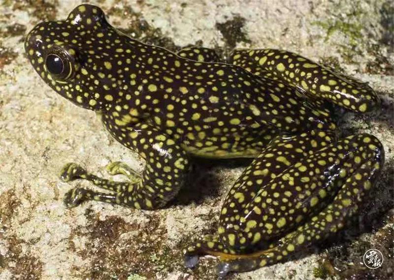 云南發(fā)現(xiàn)蛙科新品種，以地名命名揭示自然奧秘與生態(tài)多樣性的新發(fā)現(xiàn)