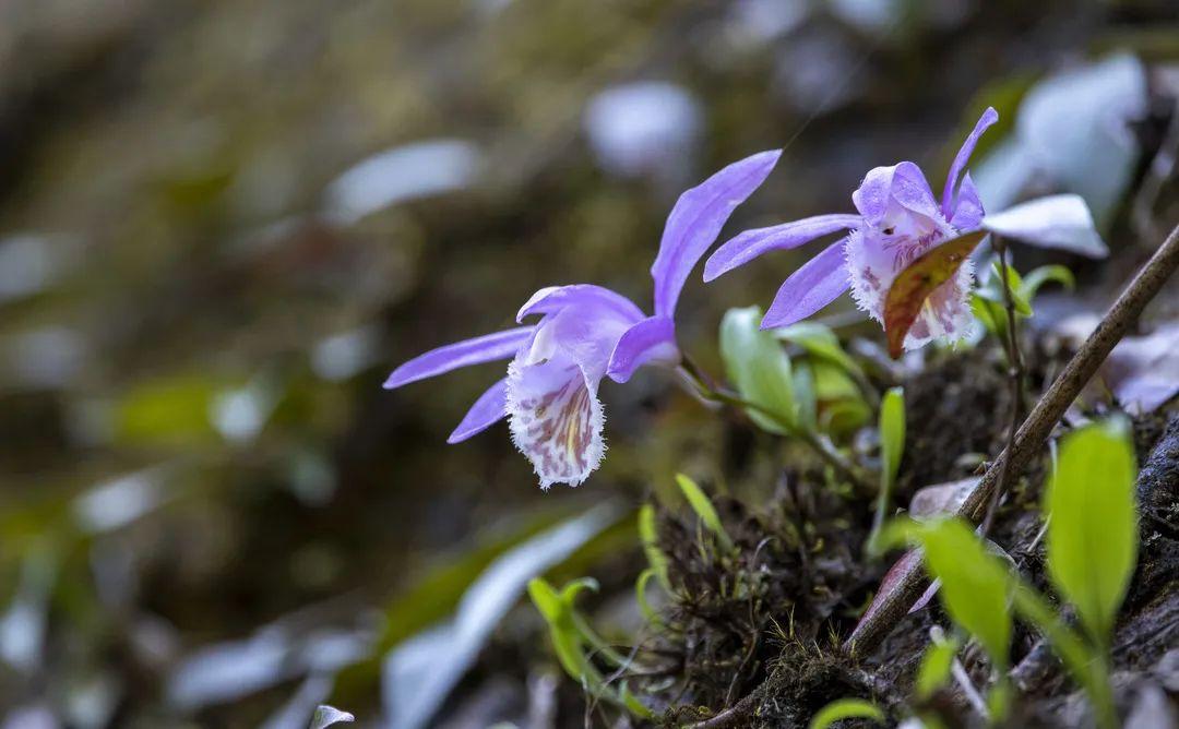 揭秘成都新發(fā)現(xiàn)，五種四川新記錄苔蘚物種驚艷亮相世界