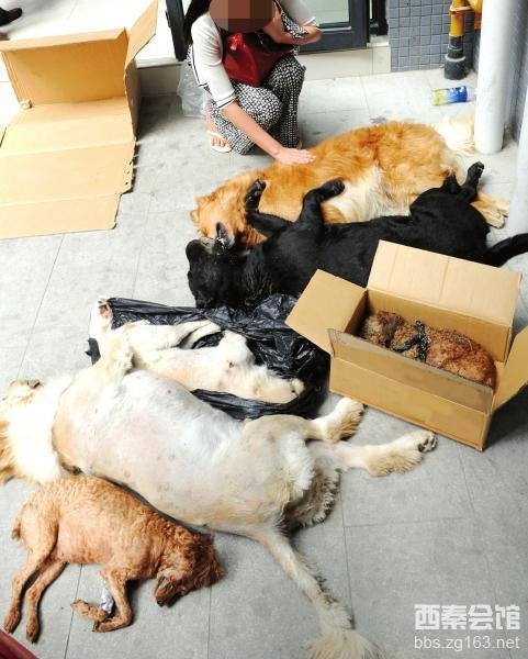 寵物狗大規(guī)模中毒事件震驚某地，疑有四十只狗狗不幸離世！