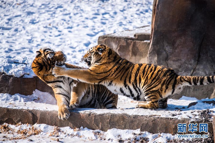 黑龍江某地疑出現(xiàn)老虎進(jìn)村,引發(fā)社會關(guān)注