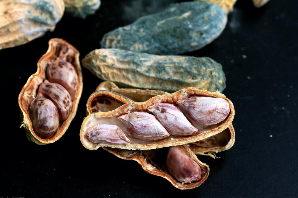 冷凍饅頭超兩天會(huì)長(zhǎng)黃曲霉素？謠言破解！