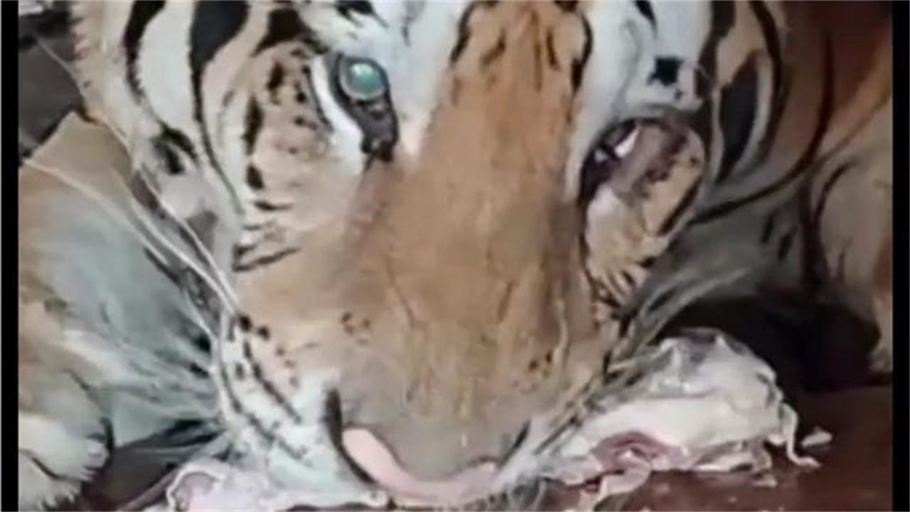 黑龍江警方智勇雙全成功抓捕進(jìn)村老虎行動(dòng)