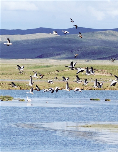 自然保護(hù)區(qū)生態(tài)環(huán)境顯著改善，生態(tài)恢復(fù)與保護(hù)成效分析報(bào)告