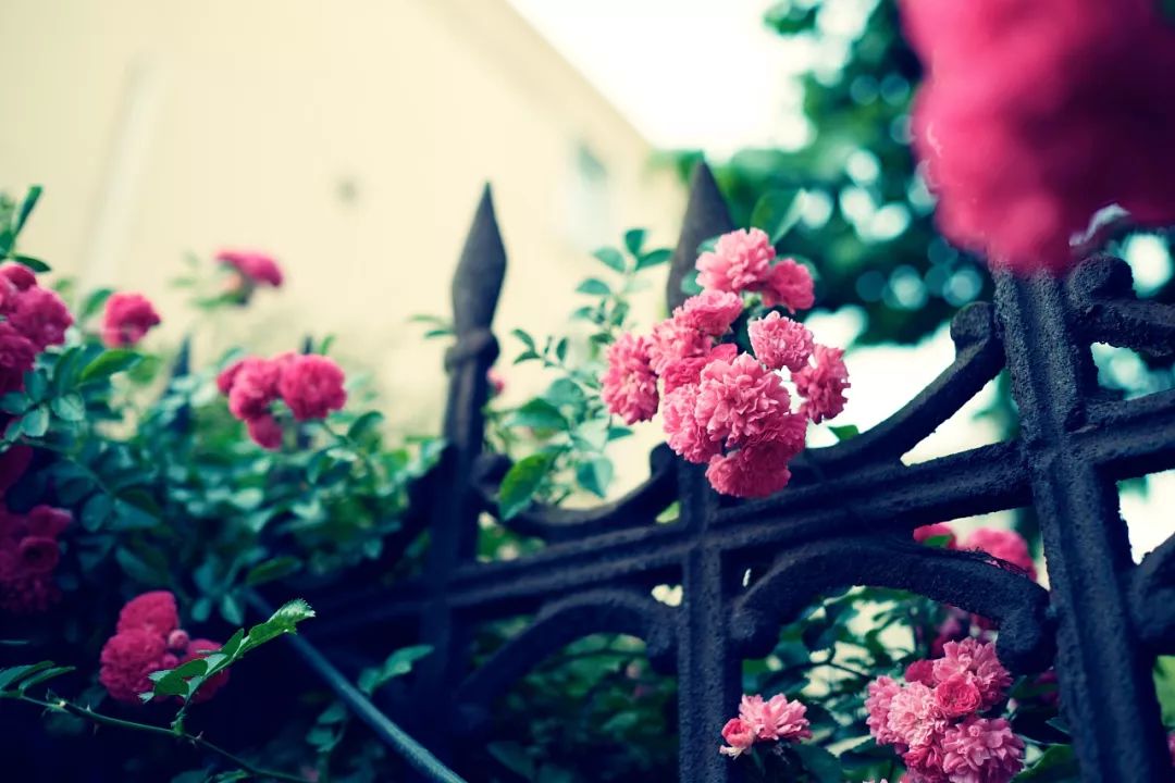 五月婷婷六月丁香,科技應(yīng)用深入探索_非凡版71.63.49