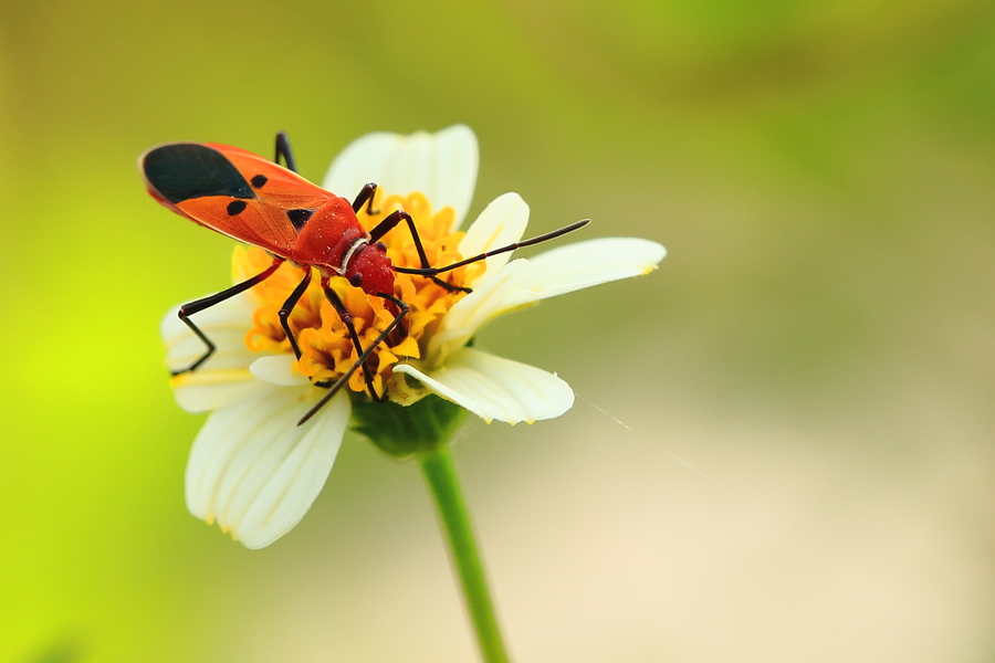 國(guó)產(chǎn)微拍,系統(tǒng)規(guī)劃頂尖調(diào)整_無(wú)雙版51.92.18