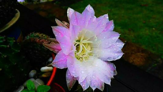 九草在線,共創(chuàng)機制高效實施_未來版91.45.73