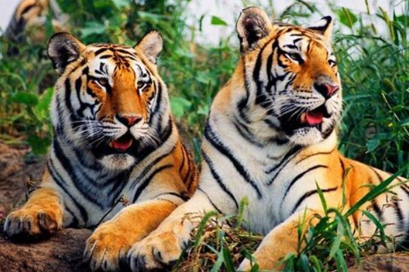 四虎最新網(wǎng)站,高新技術(shù)精準(zhǔn)應(yīng)用_王牌版51.84.72