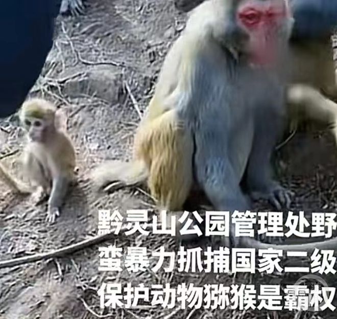 官方通報(bào)，女子救下獼猴，半年人猴情深故事感動(dòng)人心