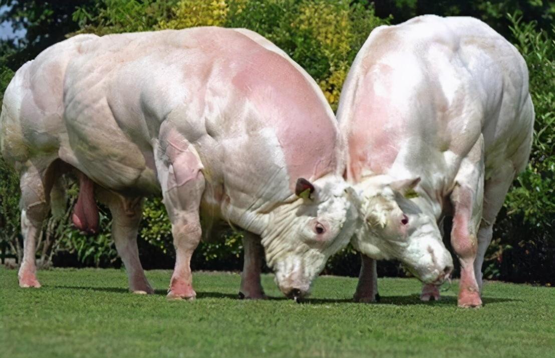 基因編輯技術(shù)，應(yīng)用前景廣闊