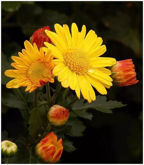 長壽社會背景下的健康管理升級之道