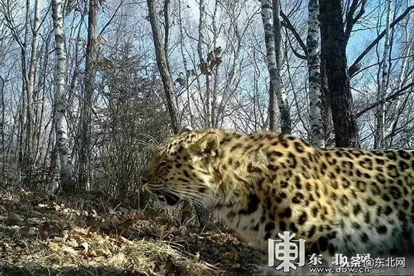 吉林挖機(jī)師傅偶遇老虎巡山,驚險(xiǎn)與野趣交織的邂逅