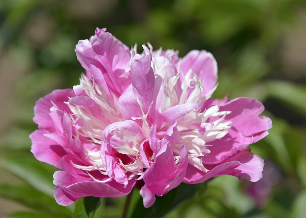 芍藥選擇，白芍與赤芍的處方應(yīng)用解析