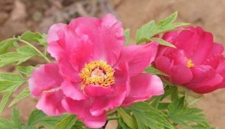 白小姐三肖三期必出一期開獎虎年,精細化執(zhí)行設計_PalmOS83.402