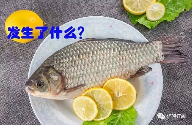 魚類冷凍儲存的時間限制與保鮮原則遵守指南