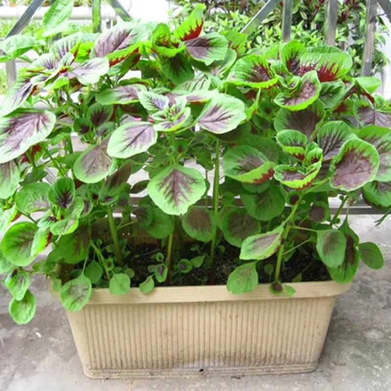 綠葉蔬菜儲(chǔ)存與保鮮秘籍，延長(zhǎng)新鮮度秘訣分享