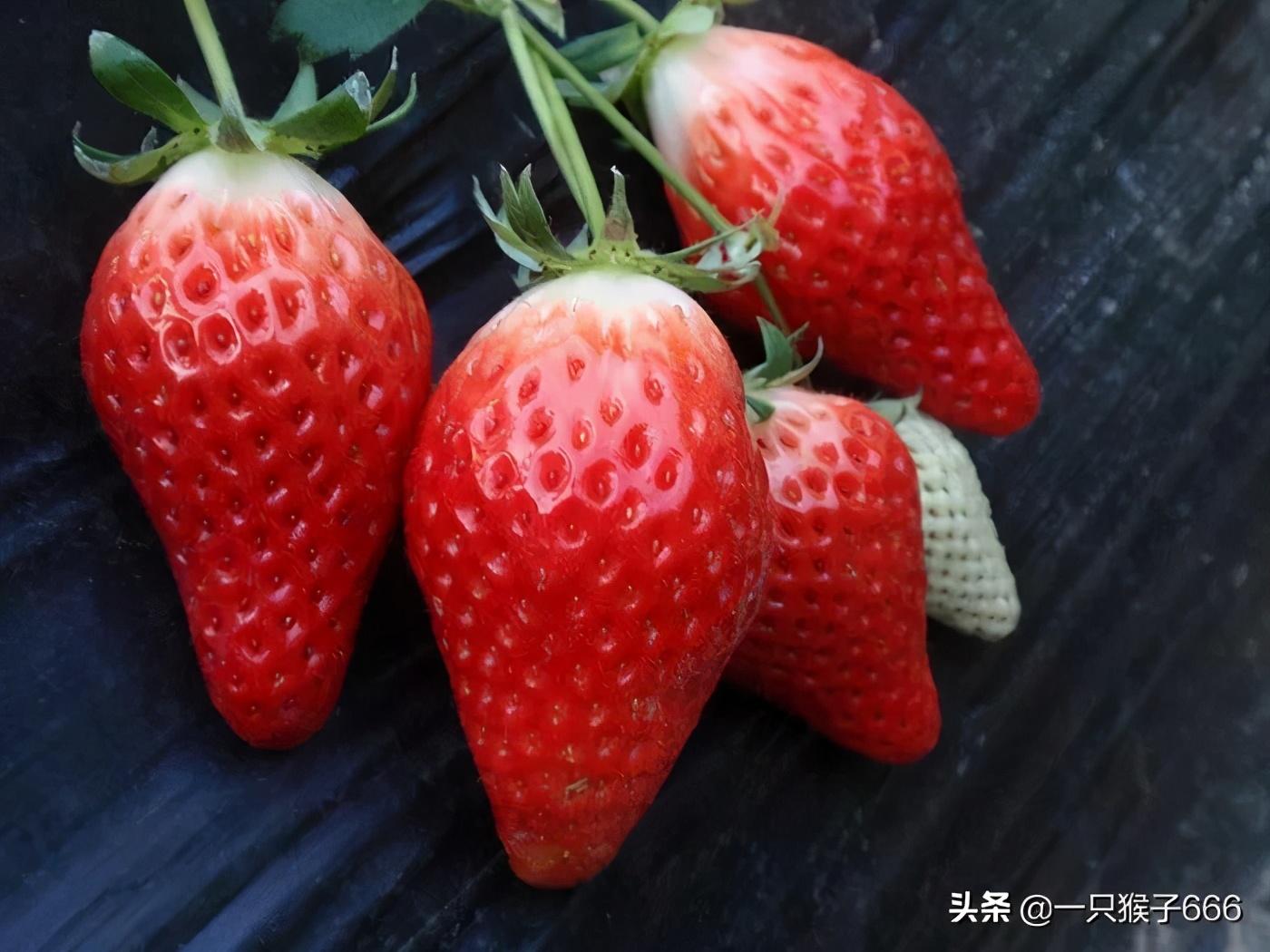 草莓儲存秘籍，延長保鮮期的小竅門