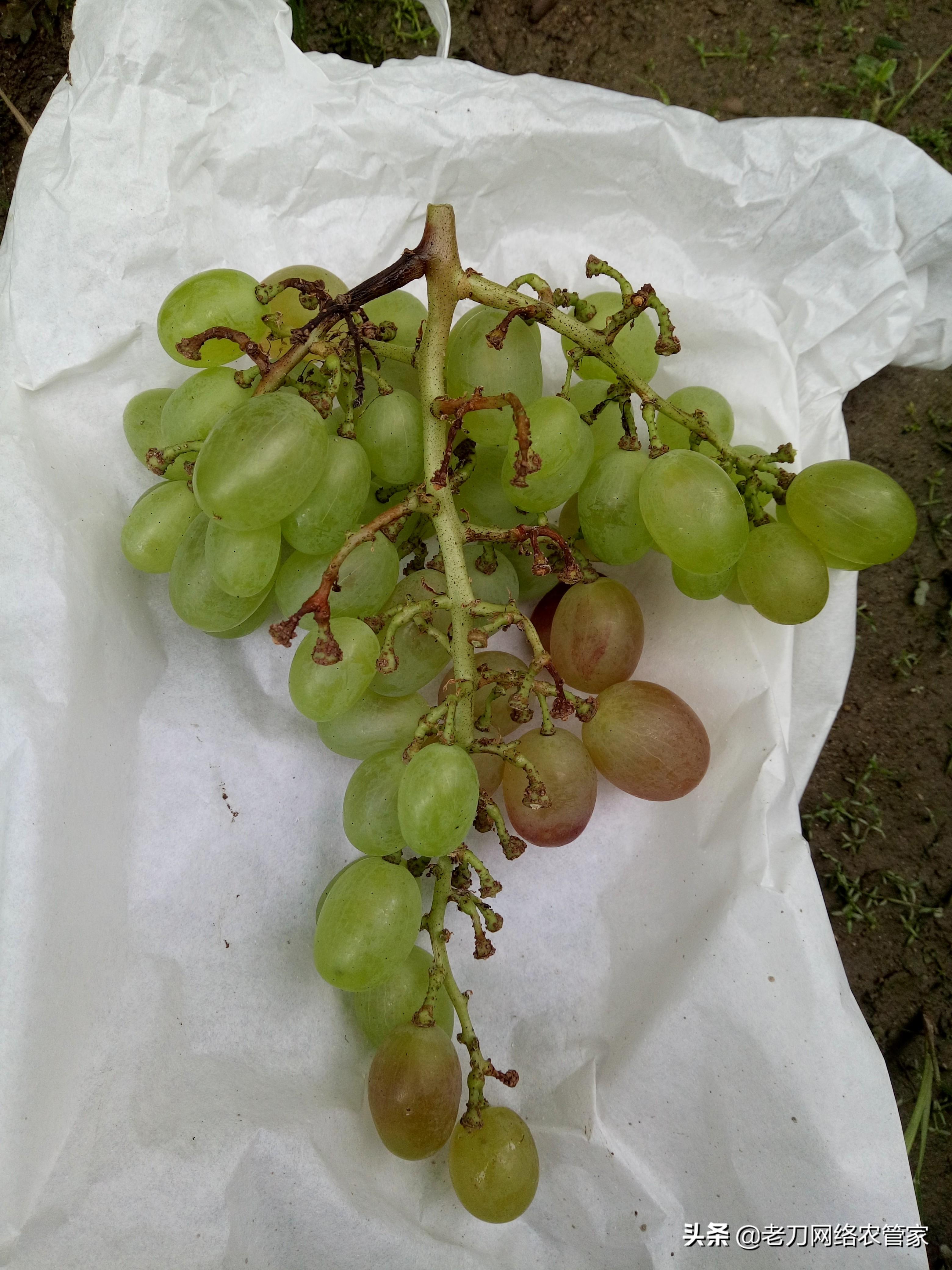 葡萄儲(chǔ)存秘籍，延長(zhǎng)保鮮期避免腐爛的訣竅