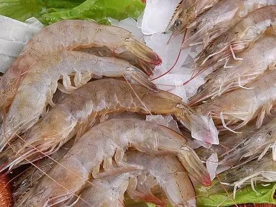 如何保持冰凍蝦鮮嫩口感，儲存方法大解析