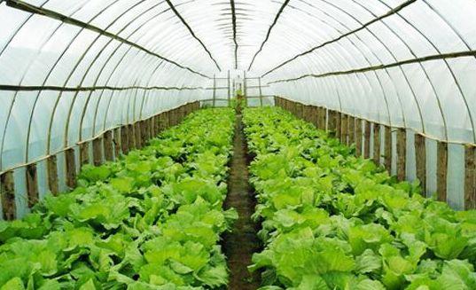 蔬菜儲存最佳濕度范圍研究探討