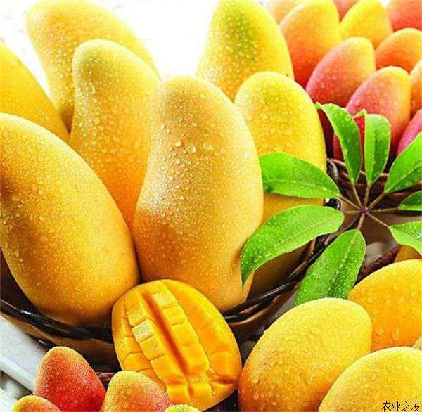 芒果的最佳儲(chǔ)存方法以保持風(fēng)味