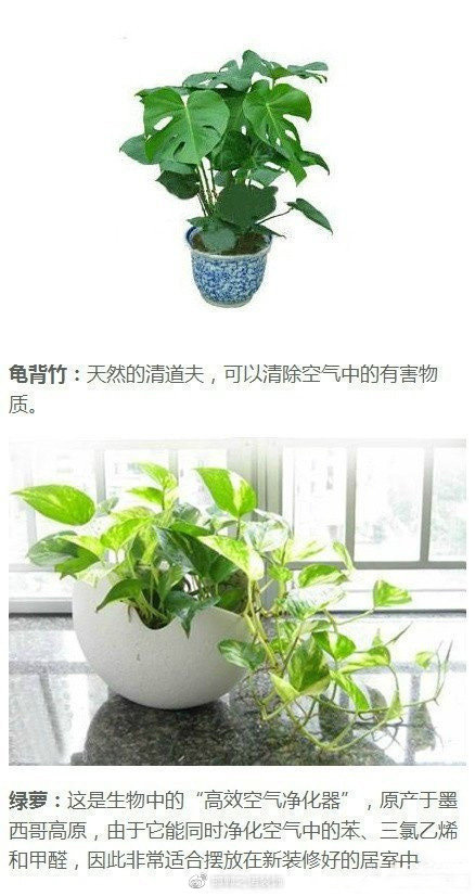 綠色植物如何凈化家庭空氣？