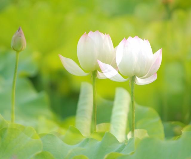 如何識(shí)別和有效管理情緒中的負(fù)面思維