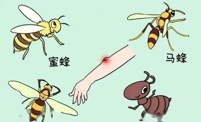 蜂蜇傷緊急處理與家庭急救指南