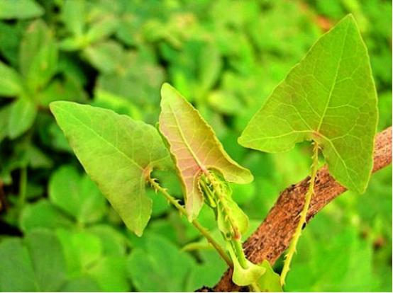 中醫(yī)調(diào)理飲食解決浮腫問題之道