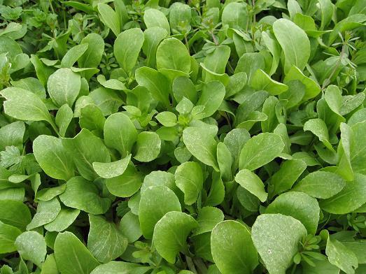 中醫(yī)在抗衰老過程中的作用與應用探討