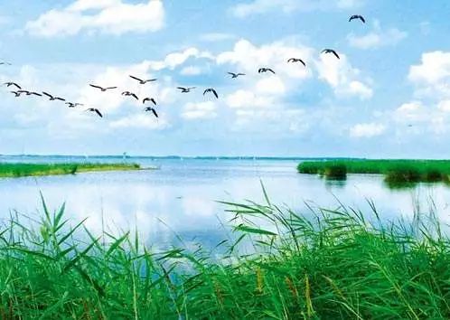 濕地保護成效顯著，生態(tài)環(huán)境治理成果深度解析