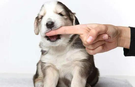 全面覆蓋寵物醫(yī)療費(fèi)用保障的寵物保險(xiǎn)推出