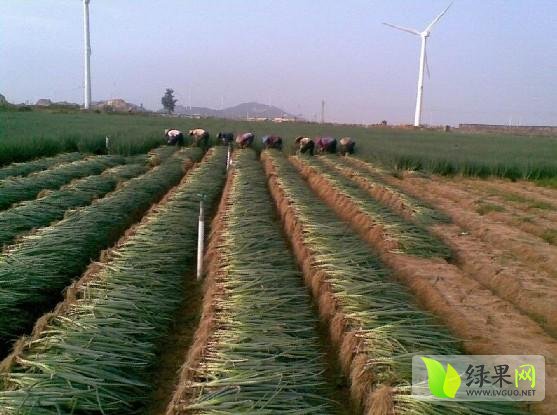 農(nóng)科院回應(yīng)掉色蔥事件，揭示真相，科普大眾知識(shí)