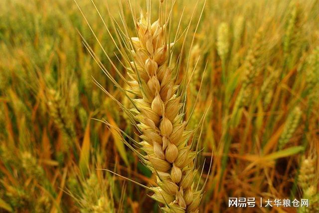 山東小麥價格上漲，原因、影響與應(yīng)對策略