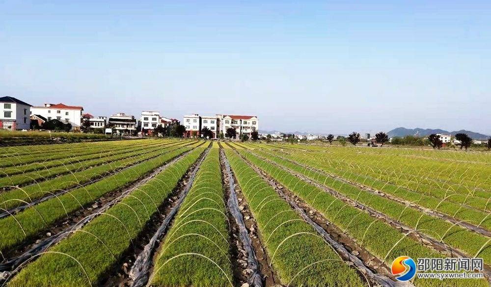 鄉(xiāng)村振興戰(zhàn)略推動農(nóng)業(yè)現(xiàn)代化發(fā)展，政策與實踐探討