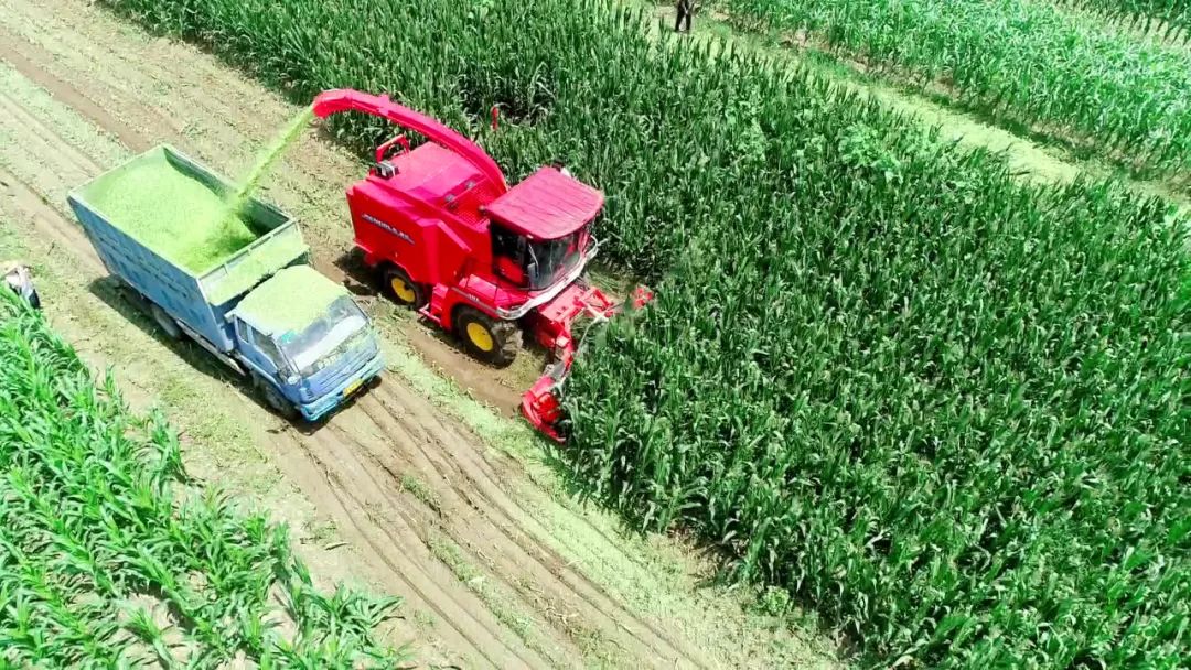 新型農(nóng)業(yè)科技助力糧食豐收成果顯著