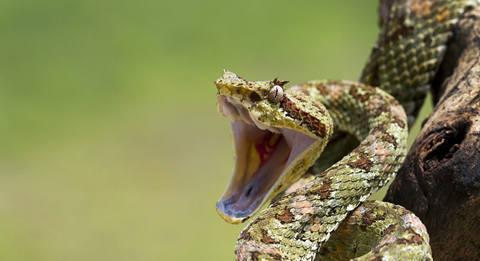 毒蛇咬傷急救指南，如何為家人提供正確救援措施