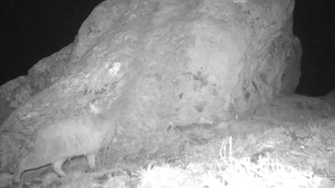 九寨溝發(fā)現(xiàn)荒漠貓，自然生態(tài)的新里程碑