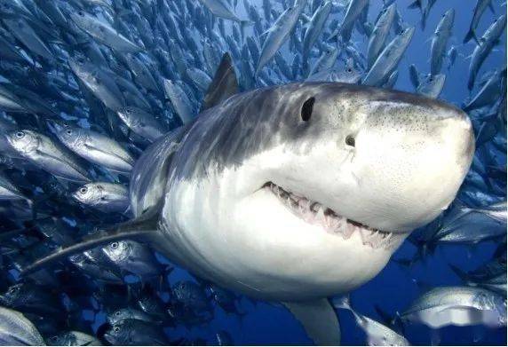 杭州發(fā)現兩億年前鯊魚化石，揭示史前海洋生物的神秘面紗