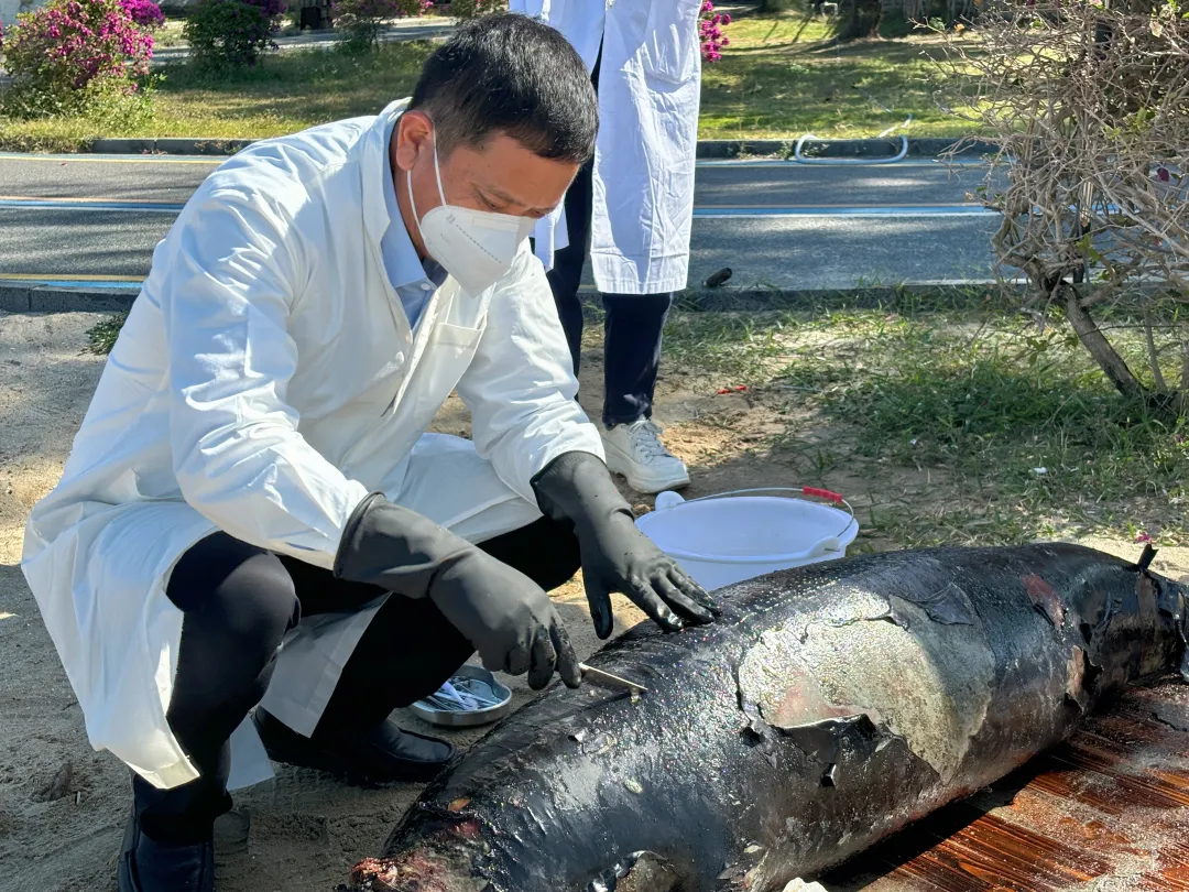 廣東海灘發(fā)現(xiàn)江豚遺體，生態(tài)警鐘長(zhǎng)鳴