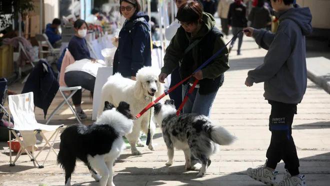 家庭寵物市場蓬勃發(fā)展，寵物經(jīng)濟迎來全新機遇