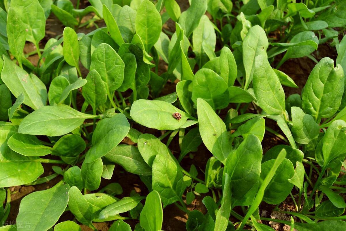 中醫(yī)食療助力肝臟排毒功能提升