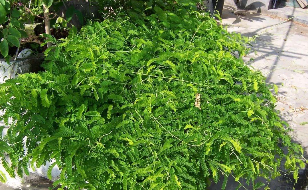 中醫(yī)食療，祛濕氣的自然療法