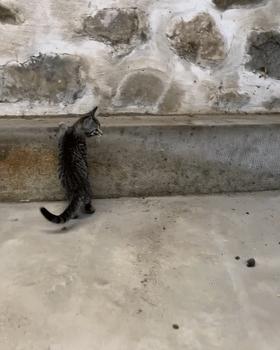 家庭教育對孩子社會適應(yīng)能力的深遠(yuǎn)影響