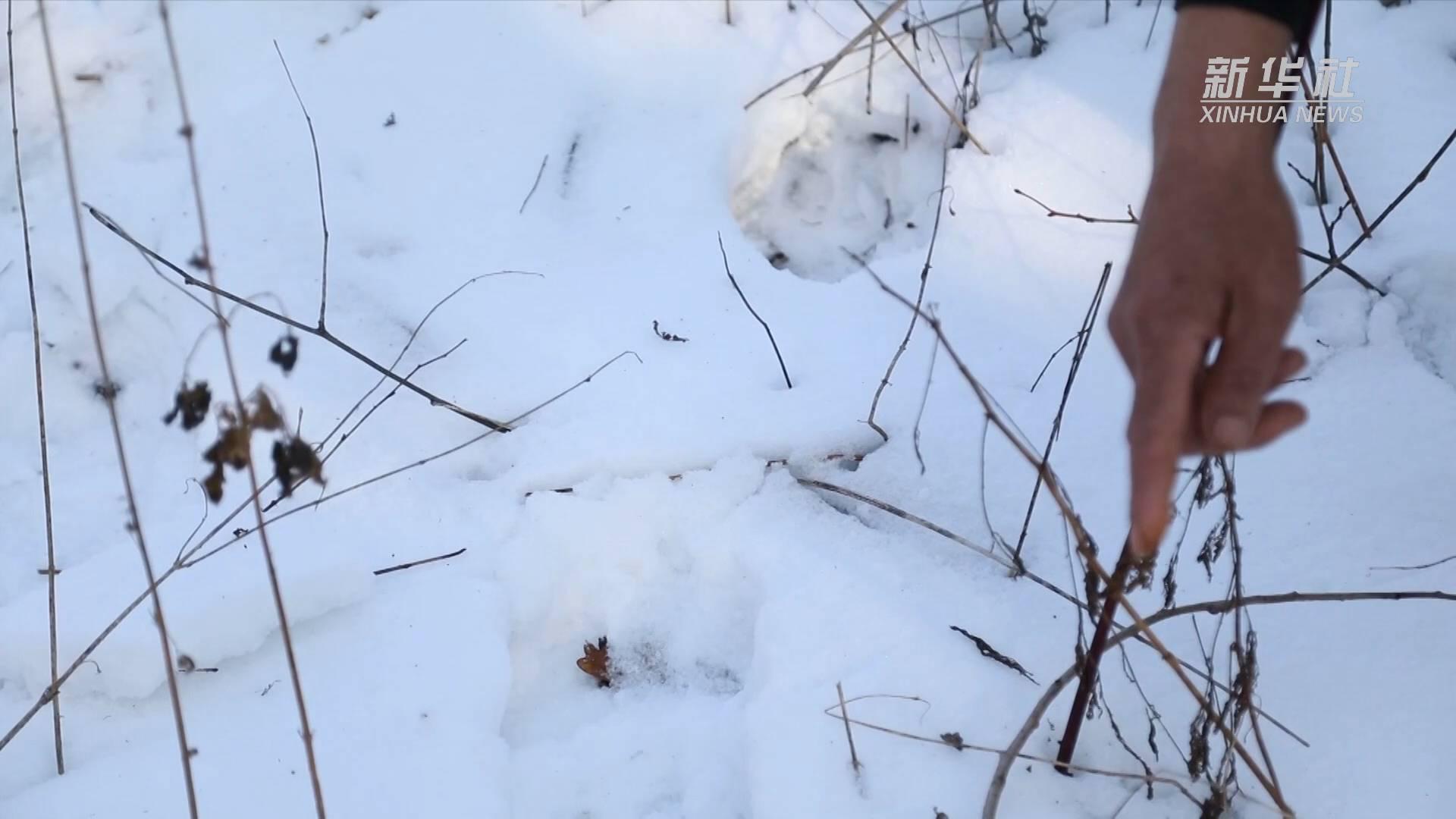 長白山現(xiàn)東北虎蹤跡，生態(tài)保護成果與挑戰(zhàn)并存