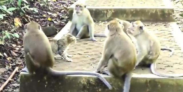 猴群扒褲子事件，深度解析背后的故事與女子反應