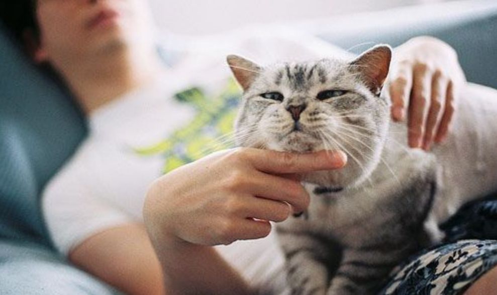 貓咪av成人永久網站在線觀看,計劃引領全局控制_突破版03.45.62