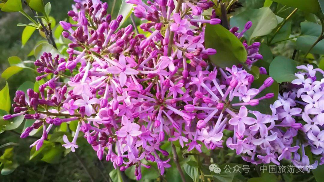 國產(chǎn)精品久久婷婷六月丁香,智能方案路徑優(yōu)化_先鋒版78.96.39