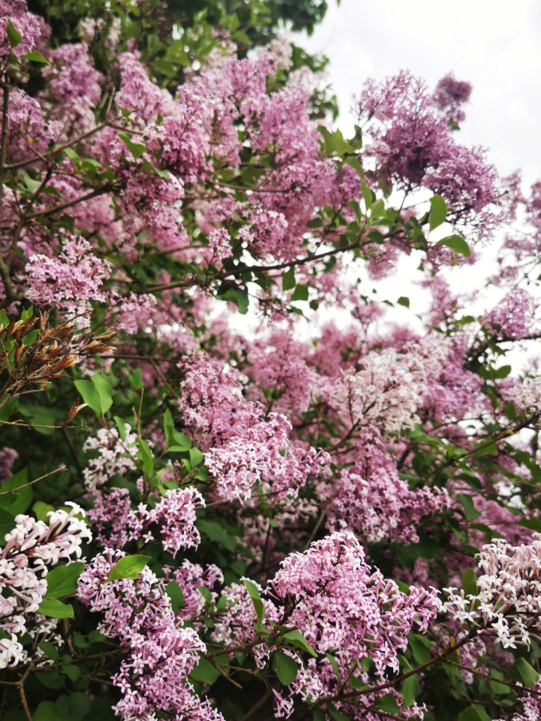 色五月丁香五月綜合五月4438,智慧實(shí)踐創(chuàng)新技術(shù)_卓越版78.94.39