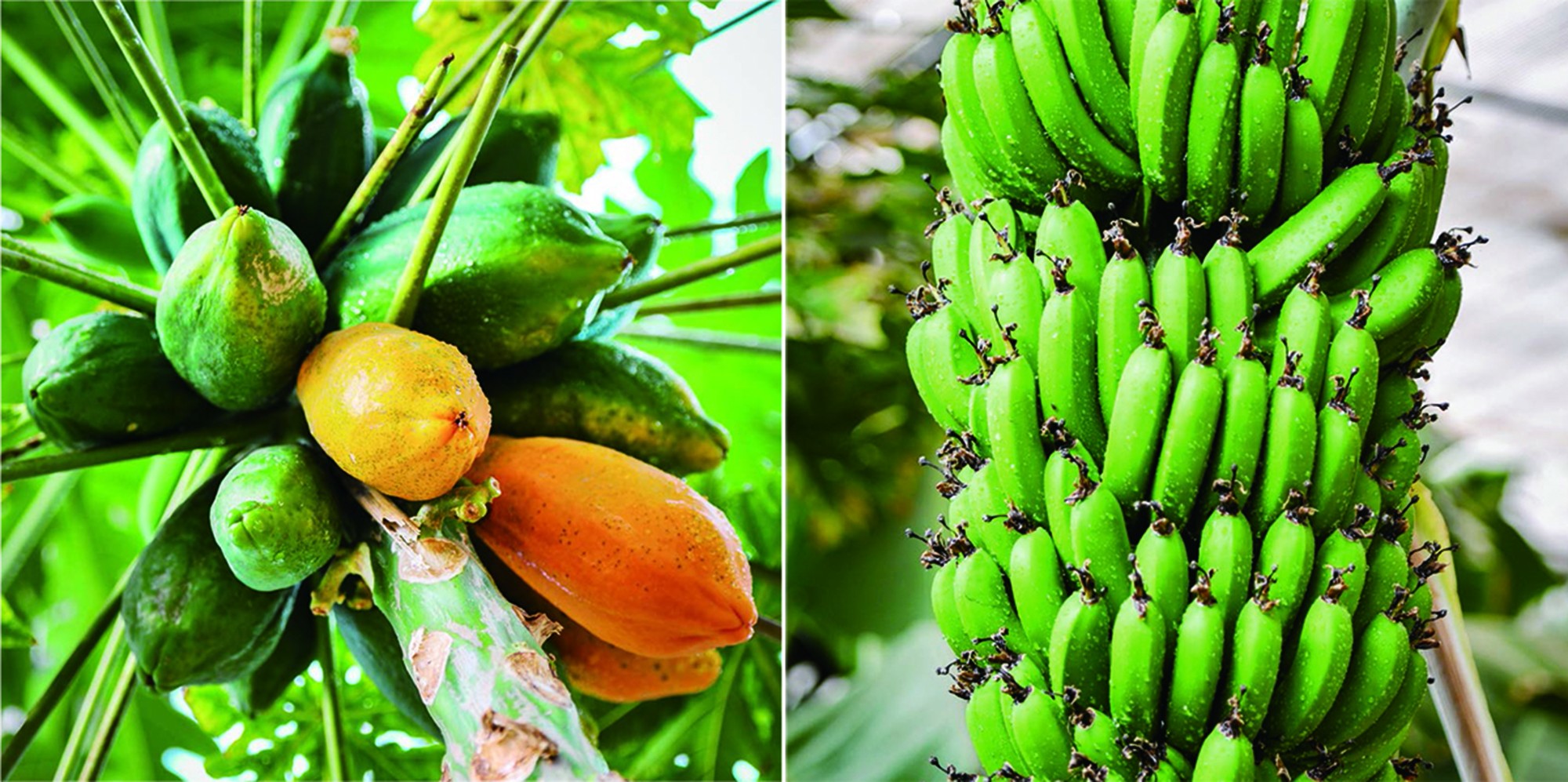 精品國產(chǎn)一區(qū)二區(qū)三區(qū)香蕉,路徑執(zhí)行科學(xué)指引_明遠(yuǎn)版60.31.76