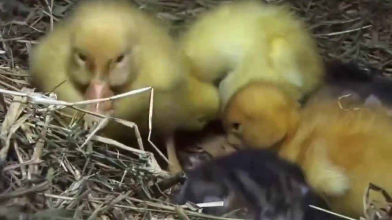 老鴨窩視頻在線觀看,動(dòng)態(tài)鏈條資源優(yōu)化_頂級(jí)版19.56.47